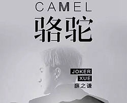 骆驼曲谱 D调 吉他谱