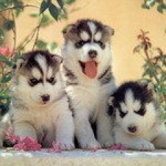 Siverian Husky吉他谱